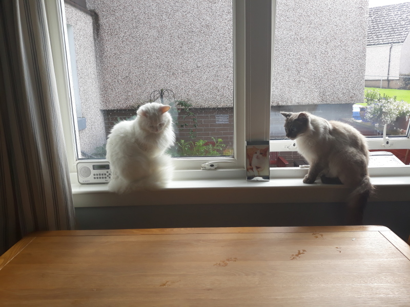 Further Adventures of the Excellent Cats