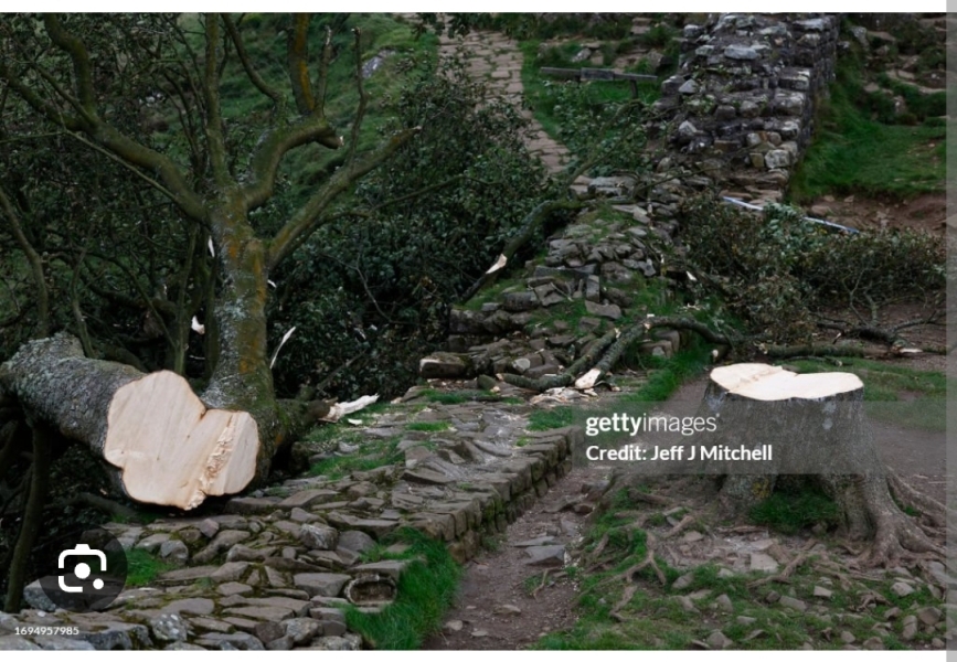 Sycamore Gap - tree has been felled!
