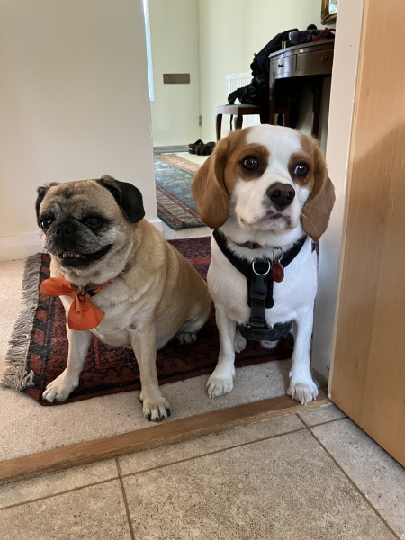 Which breed should I choose?