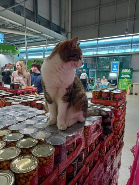 To enter the supermarket with my cat in the carrier