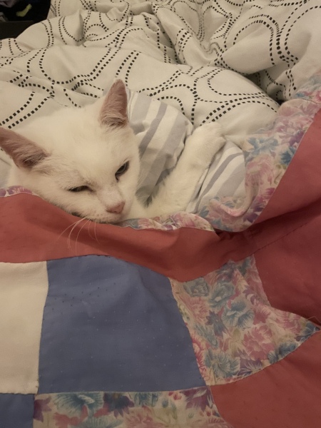 WHAT is making my cat throw up?