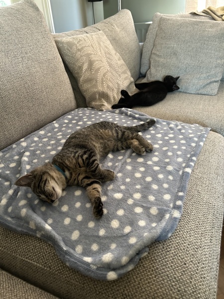 Kitten limping - vets immediately?