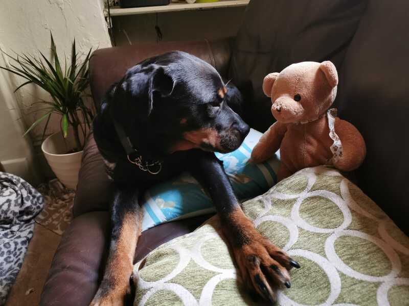 please tell me about your Rottweilers
