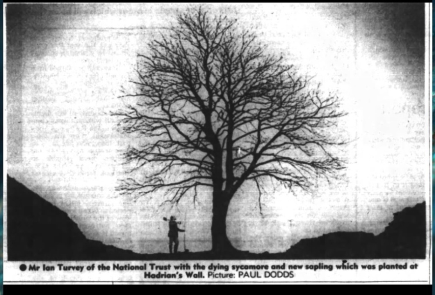 Sycamore Gap - tree has been felled!