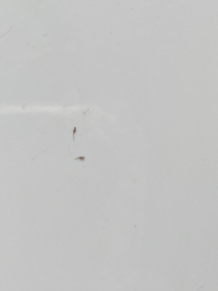 To show you this photo of lice..?