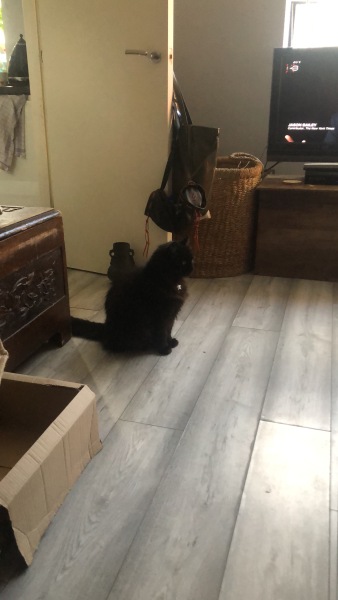 Further Adventures of the Excellent Cats
