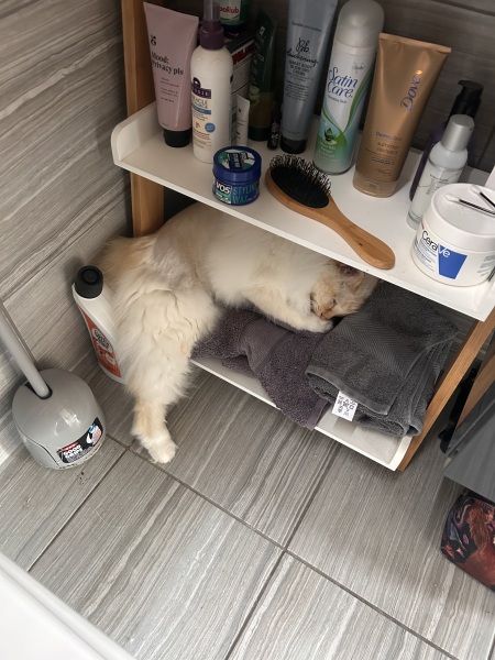 To tell my cat he is insane
