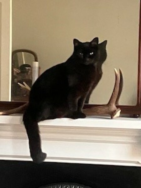 Thread 10 - TalkLair: “The candle flame gutters. Its little pool of light trembles.”