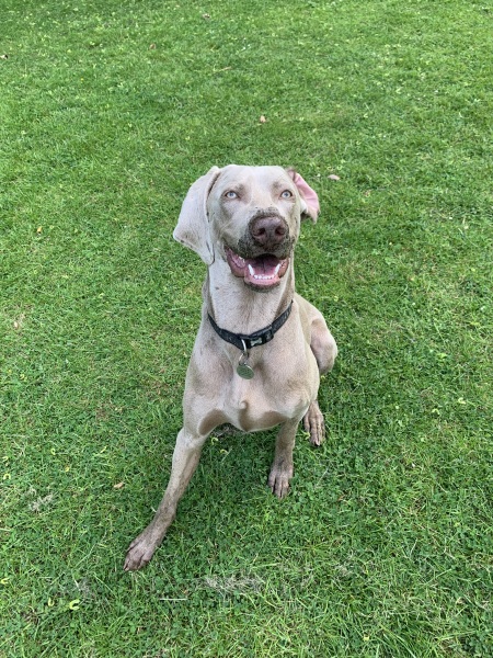 To start a positive dog thread