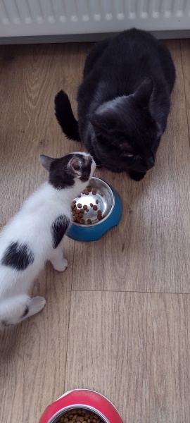 Further Adventures of the Excellent Cats