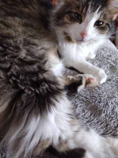 How have cats improved your life?