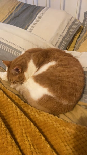 Please can I see your orange cats?