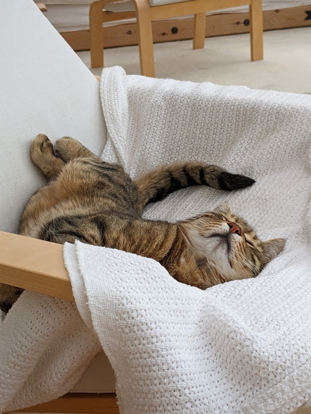 New Bengal cat in neighbourhood