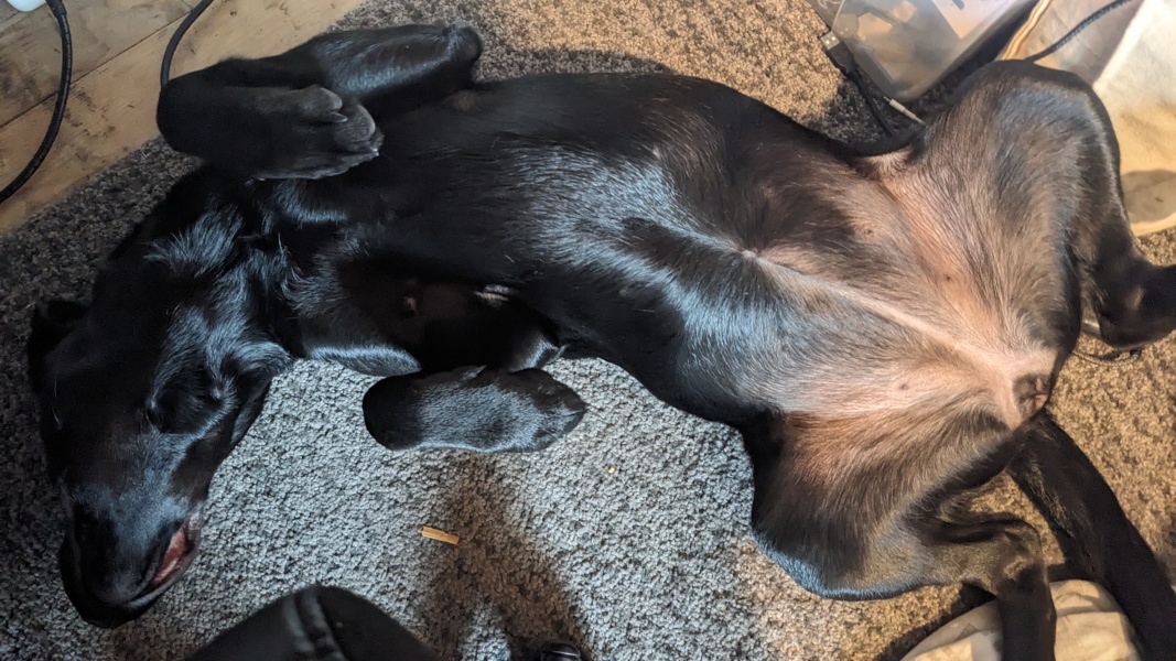 Puppy survival thread part 2
