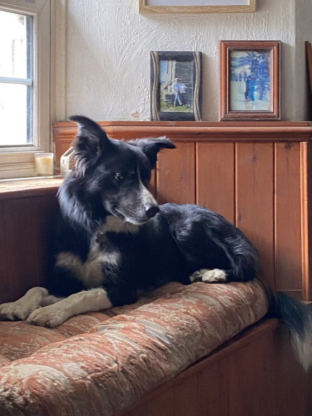 To start a positive dog thread
