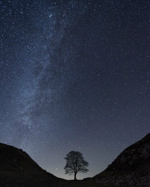 Sycamore Gap - tree has been felled!