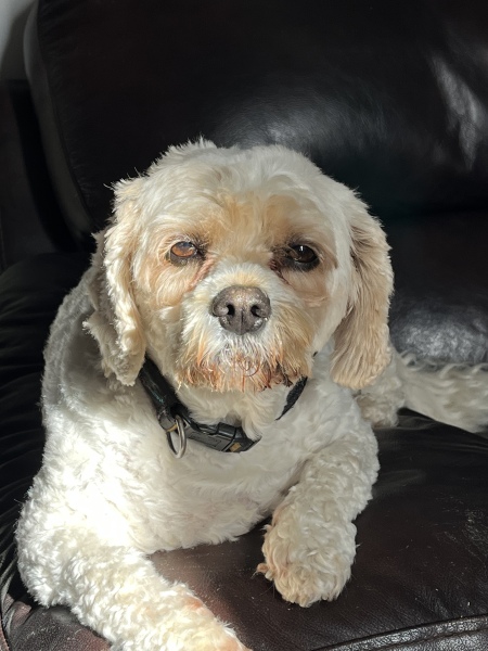 Stupid question of the day.  Is my dog a girl or a boy?  Pic included.