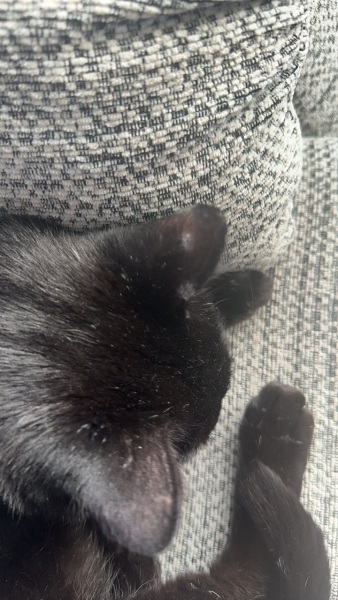 Marks on ear