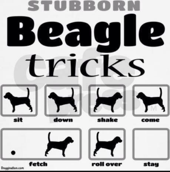 Suggestions for first family dog