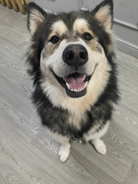 To start a positive dog thread