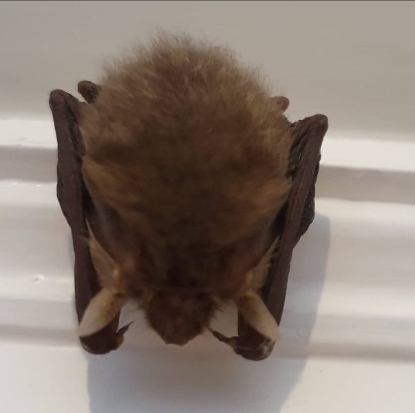 Bats