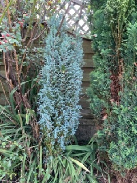 Evergreen tree IDs please!