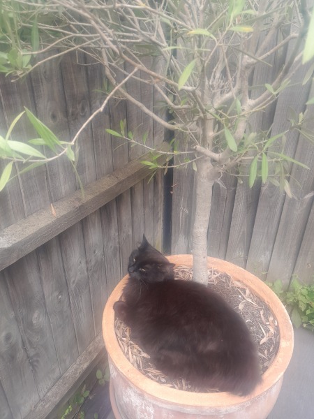 Thread 12. Autism and any other additional needs.