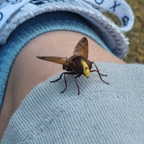 What on earth is this bad boy (with photo)?