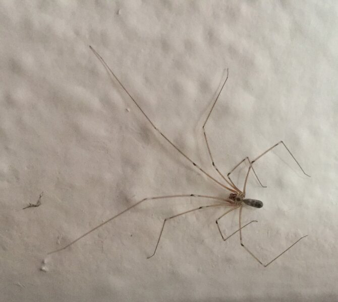 Spider season