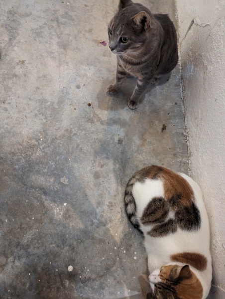 Further Adventures of the Excellent Cats
