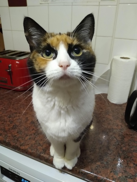 How have cats improved your life?
