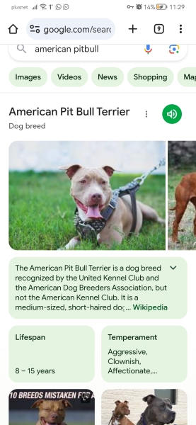 Another dog attack, man killed, can this just go on?