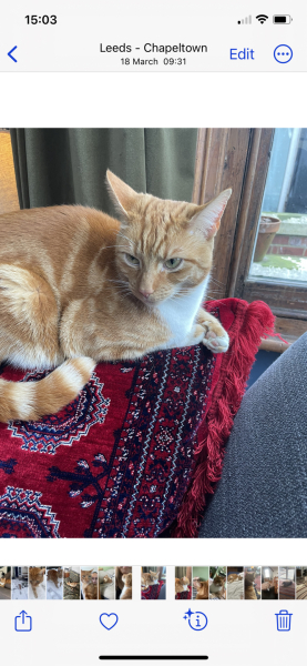 Please can I see your orange cats?