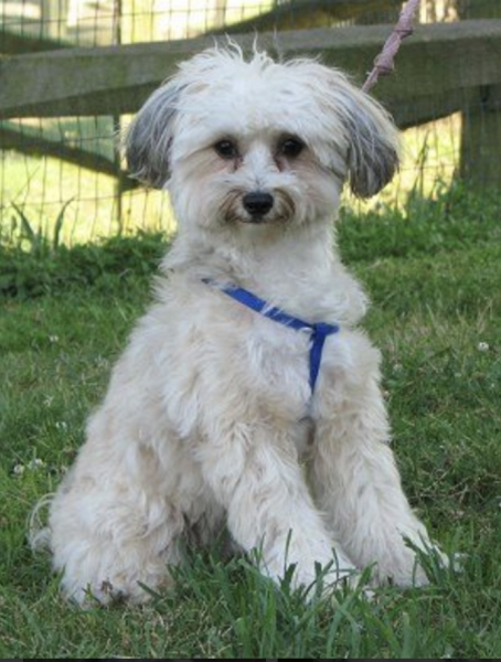 To search for a small dog that can be left alone during the day?