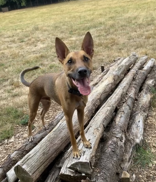 Any dog lovers here?