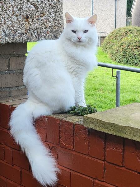 Further Adventures of the Excellent Cats