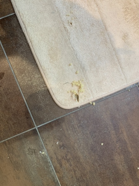 What ate my bathroom mat?!