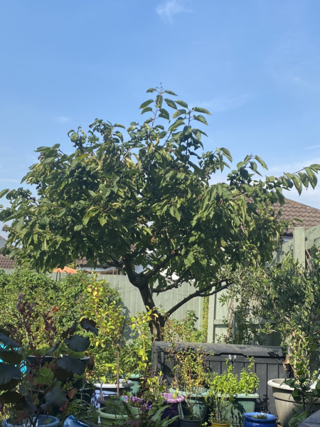 Bloody tree hating neighbours