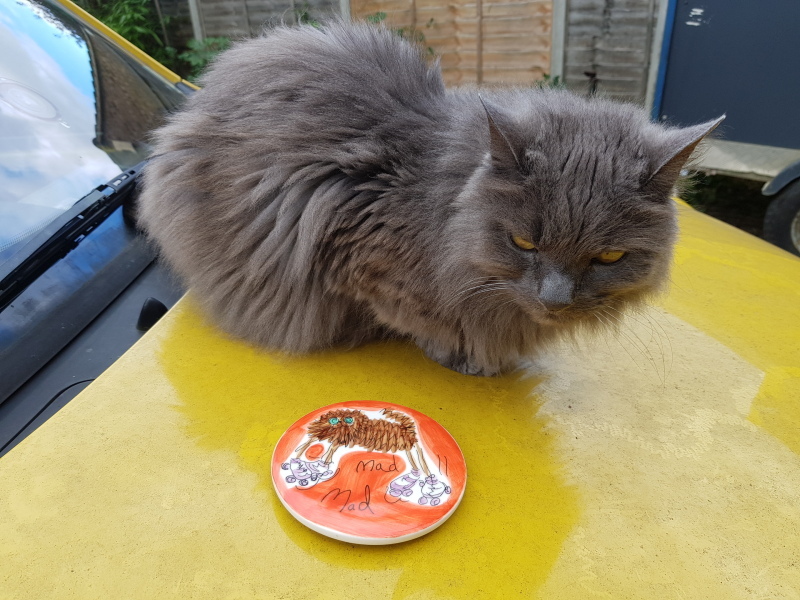 New kitten arrived