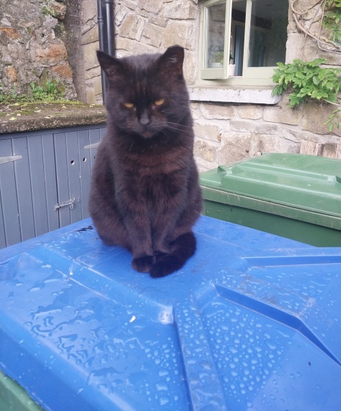 Further Adventures of the Excellent Cats