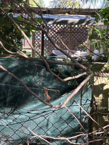 Neighbours Indiana Jones-ing their way into our garden