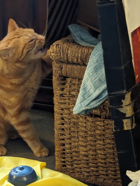 Cat pics to distract me