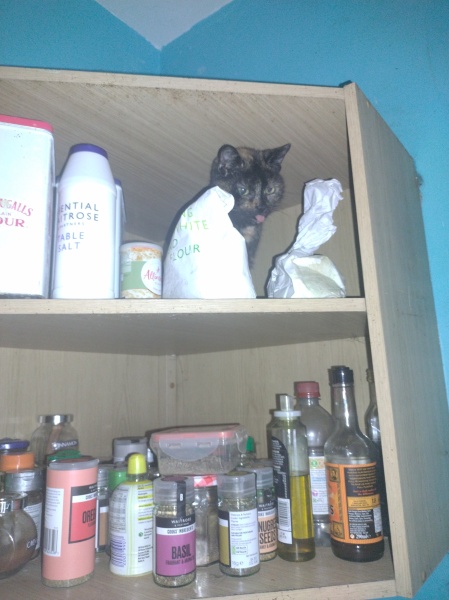 Further Adventures of the Excellent Cats