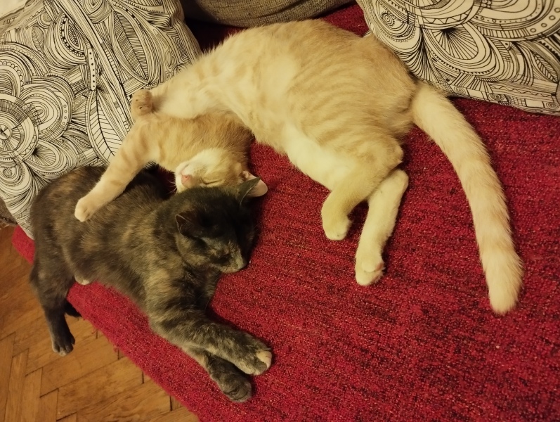 Please can I see your orange cats?