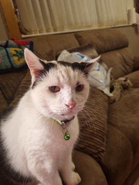 Further Adventures of the Excellent Cats