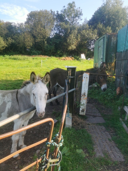 Does Anyone Own A Donkey?