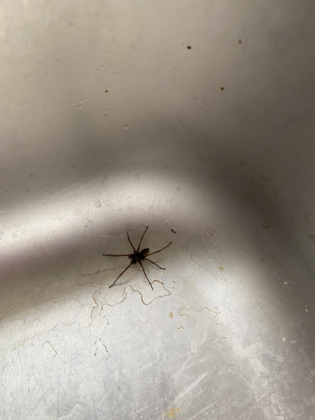 Do you think spiders are surprised when people are kind to them?