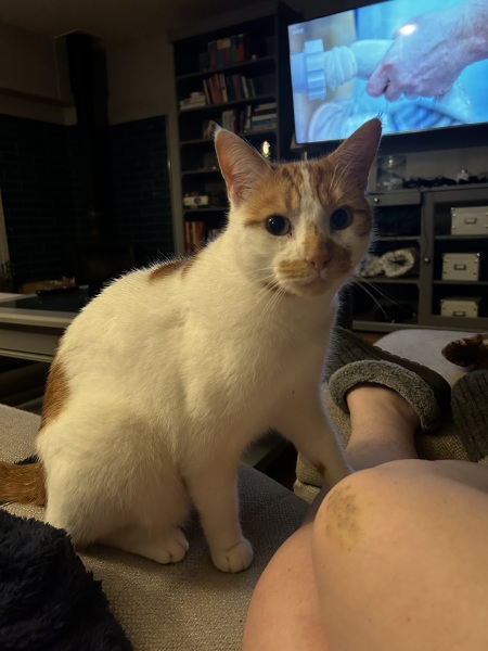 Please can I see your orange cats?