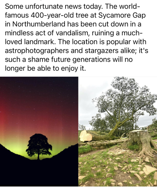 Sycamore Gap - tree has been felled!