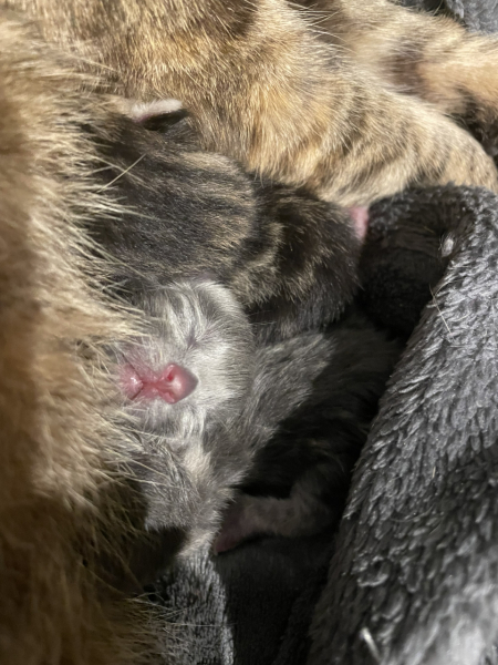 How long does it take for cat to deliver all the kittens?